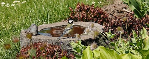 bird bird bath titmouse
