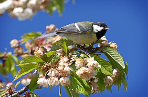 bird tit parus major