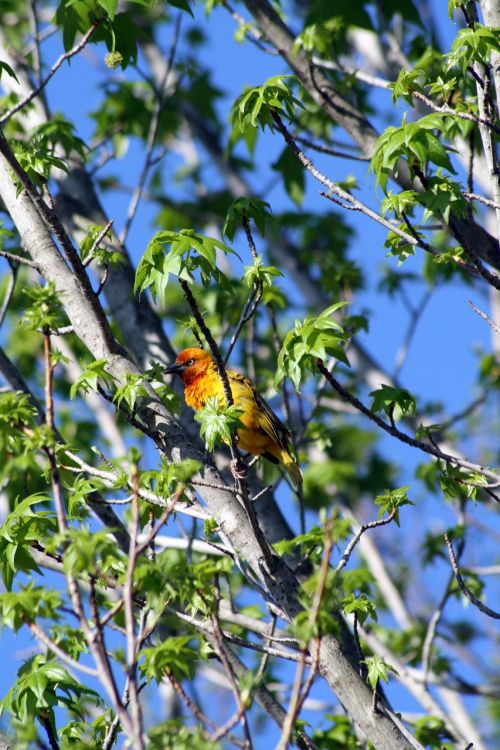 bird yellow red