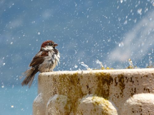 bird drop of water fountain