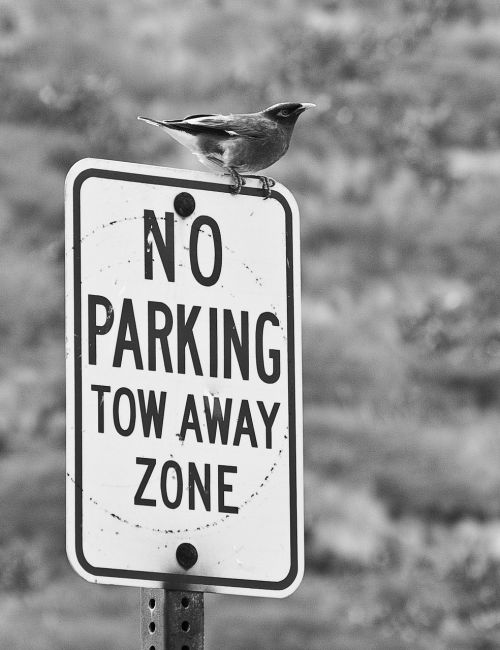 bird perch sign