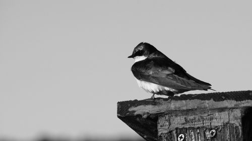 bird side profile black and white