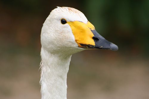 bird goose duck