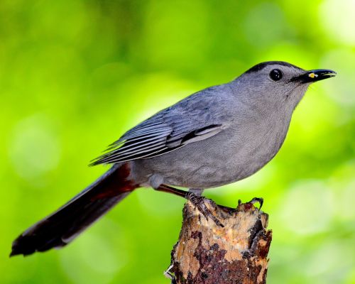 bird nature outdoors