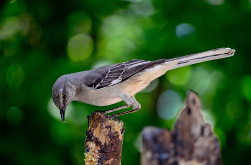 bird nature outdoors