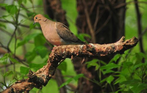 bird nature outdoors