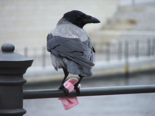 bird berlin glove