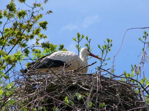 bird stork nest