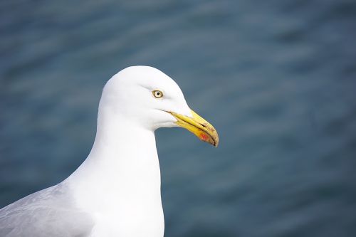 bird gull sea ​​bird