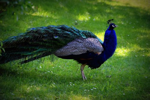 bird peacock color