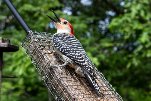 bird woodpecker wild