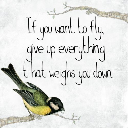 bird quote fly