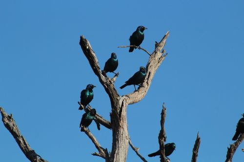 bird africa safari