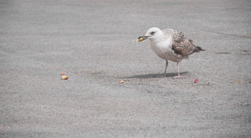 bird food eat