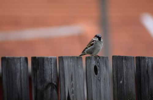 bird fence sparrow