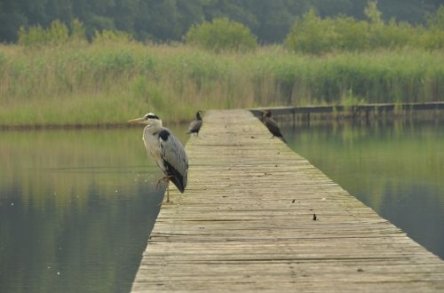 bird heron water