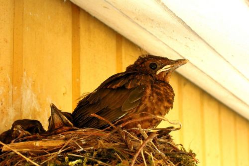 bird nest thrush