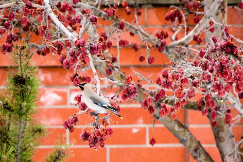 bird crab apple tree