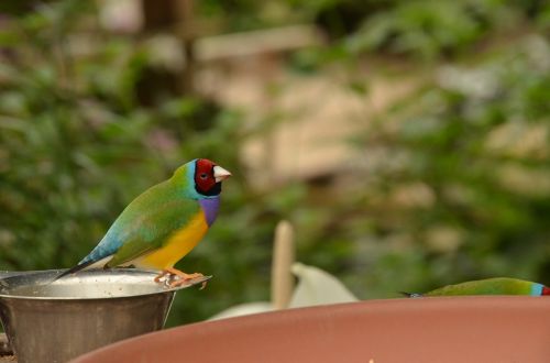 bird exotic colorful