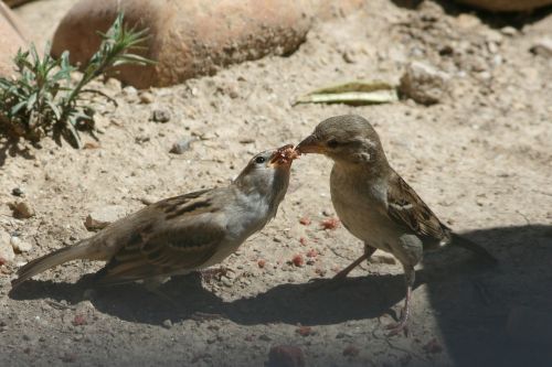 bird nature eat