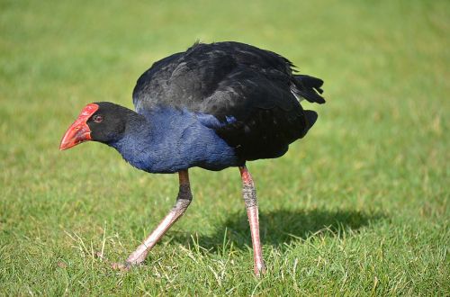 bird new zealand pukeko