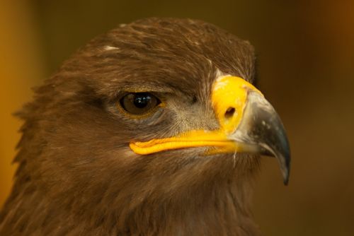 bird falcon steppe
