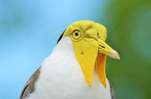 bird exotic bird yellow-headed bird
