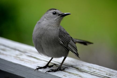catbird grey bird wildlife