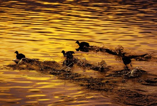 bird river flight