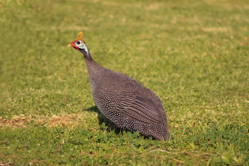 bird wild guineafowl