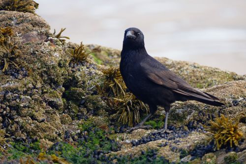 bird crow black