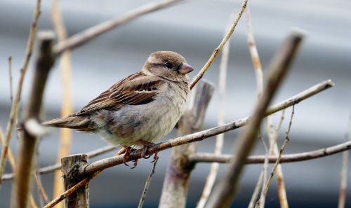 bird sparrow beak