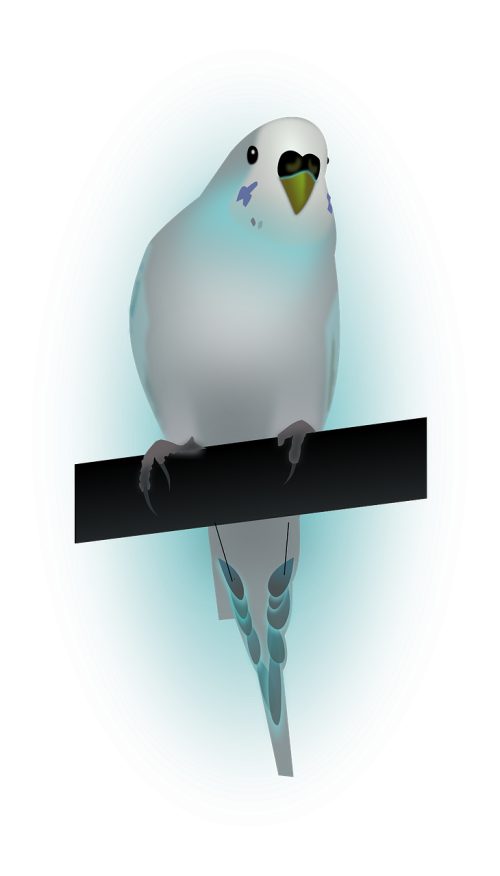 bird dove dove of peace
