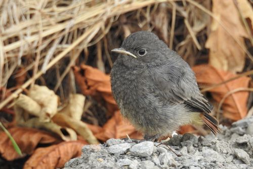 rotschwaenzchen bird young bird