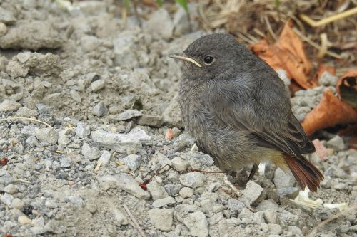 rotschwaenzchen bird young bird