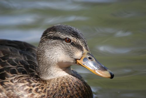 bird duck water