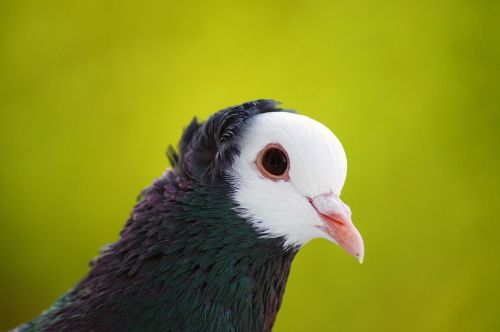 bird pigeon animal