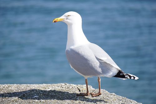 bird gull nature