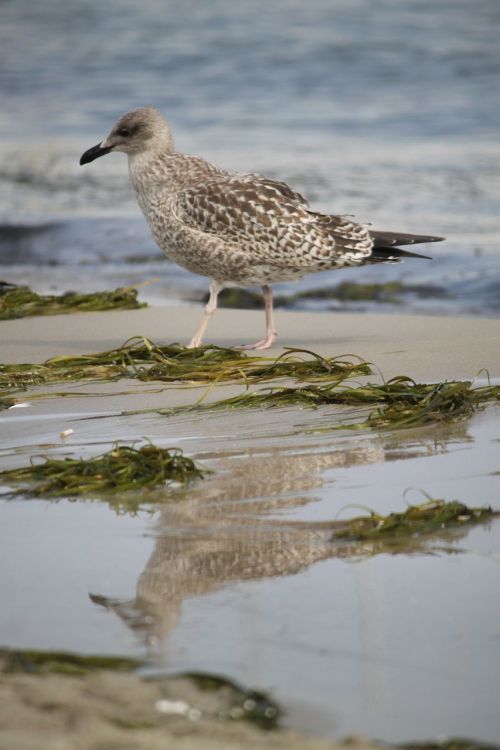 bird wild birds nature