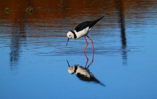 bird amp shipping water bird