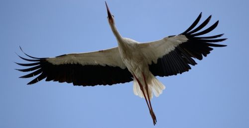 bird stork flying