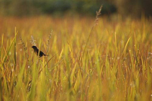 bird morning nature