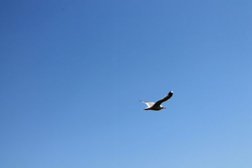 bird the seagull sky