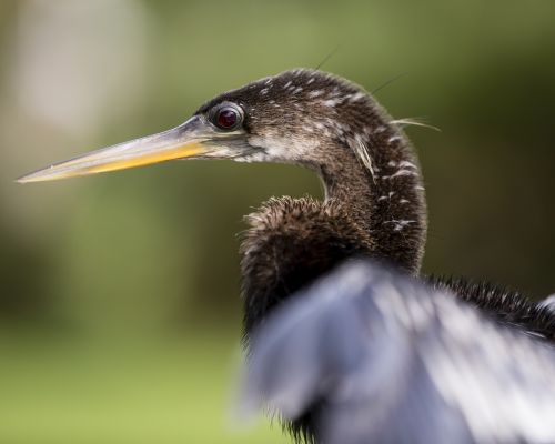 bird florida animal