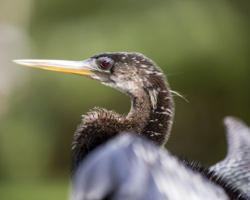 bird florida animal