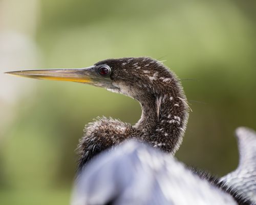 bird florida animal