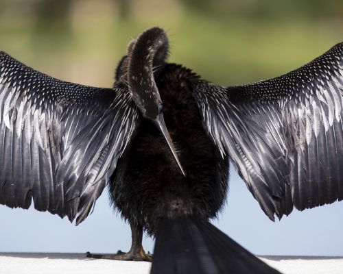 bird florida nature