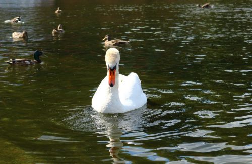 bird swan duck