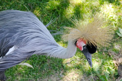 bird crowned crane crowned