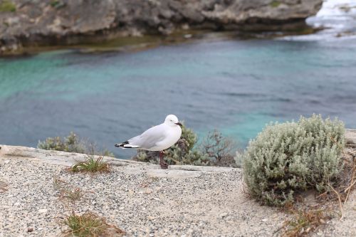 bird animal seagull